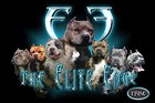 Picture for song 'I Get High' by artist 'Gutta Boi'