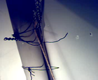 Picture for song 'act 5 scene 2 wounded name' by artist 'Henri van Zanten and Stigmadome'