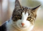 Picture for song 'Homeless Cat' by artist 'Hicham'
