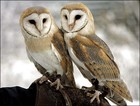 Picture for song 'Hooters' by artist 'ill Christopher'