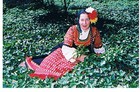 Picture for song 'More Nikola, Nikola' by artist 'Ivanka Ivanova'