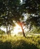 Picture for song 'Greener(MK-012 Hypercardiod & RNP)' by artist 'J6P'