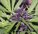 Picture for song 'Smoke like Cali' by artist 'Jahwn D'