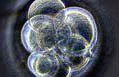 Picture for song 'Your Experiment (original version)' by artist 'James McElroy'