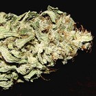 Picture for song 'Dank Snunk' by artist 'Jaykornonthekob'