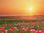 Picture for song 'promised paradise' by artist 'Johan Van Den Bossche'