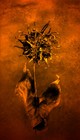 Picture for song 'Love Kills People' by artist 'Jordan and Alpha 6'