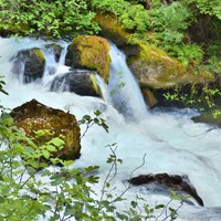 Picture for song 'Asparagus' by artist 'Joseph Smith'