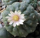 Picture for song 'Holy Medicine' by artist 'June Bug 605'