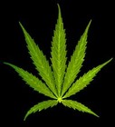 Picture for song 'Marijuana Sonna (Produced by Anno)' by artist 'J-X (US)'