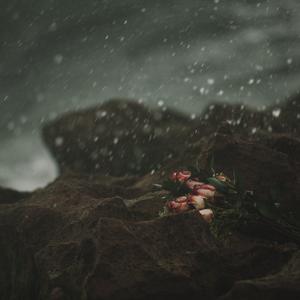 Picture for song 'Rosebud' by artist 'Kane Comeau'