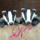 Picture for song 'Badgers, rough mix' by artist 'Kankles'