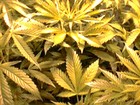 Picture for song 'Kapacious - Smokin MaryJane Remix' by artist 'Kapacious'