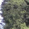Picture for song 'Tree Phantom files' by artist 'K L Noonan'