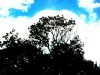 Picture for song 'In Flight' by artist 'Larry Ludwick'