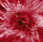 Picture for song 'Amazon Steamboat Cruise' by artist 'Loren'