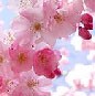 Picture for song 'Spring echoes' by artist 'love1008'