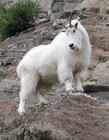 Picture for song 'Suck a Mountain Goat' by artist 'Lucifers Horse'