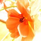 Picture for song 'You Must Believe In Spring' by artist 'Mark Prigoff'