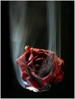 Picture for song '- 02 La rosa es sin porque.mp3' by artist 'Mauricio Manchon'