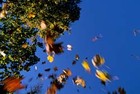 Picture for song 'Chill Breeze' by artist 'Melodic Euphoria'