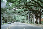 Picture for song 'A View of the Bradford Pear' by artist 'mid-30s Acid Project'