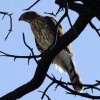 Picture for song 'Hawk In The Tree' by artist 'Mike Stillman'