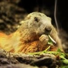 Picture for song 'Smoking in the Trees Sold Out' by artist 'Milesg2g'