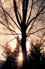 Picture for song 'Shine Thru' by artist 'Miradi'