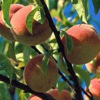 Picture for song 'Bonhomie' by artist 'MMatlock'