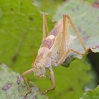 Picture for song 'Sauterelle cymbaliere chant - tettigonia cantans' by artist 'montagne'
