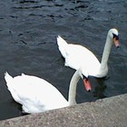 Picture for song ''A Song Of Swans'/W Richard Blum' by artist 'Nadia Cripps'