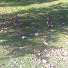 Picture for song ''Autumn Song'' by artist 'Nadia Cripps'