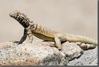 Picture for song 'Sun and Shade: Journey of the Lizard' by artist 'Nodin'