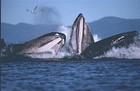 Picture for song 'Weeping Whales' by artist 'Nodin'