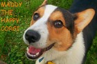 Picture for song 'Corgi Butts' by artist 'Norm Peterson'