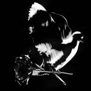 Picture for song 'BAMBINO' by artist 'NY BANGERS'