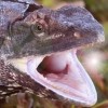 Picture for song 'Lizardry' by artist 'O'Coileain'