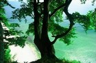 Picture for song 'kaze' by artist 'palm of ice'