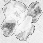 Picture for song 'Happily Ever After' by artist 'Paradox Rose'