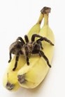 Picture for song 'Forbidden Fruit (heal me, Dr Time) the instr remix' by artist 'Peter Chapman'