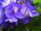 Picture for song 'Violets' by artist 'peter thorn'