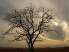 Picture for song 'Tree of Life' by artist 'Piano Soulos'