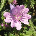 Picture for song 'zaack (with Pollenfax)' by artist 'PRDClass'