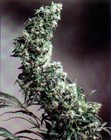 Picture for song 'What I'm Feelin'' by artist 'Purple Kush Entertainment'
