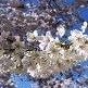 Picture for song 'Sakura (Cherry Blossoms) Demo' by artist 'Queenie'