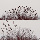 Picture for song 'Trip (On the Wire) - Sub Rosa Effect' by artist 'RADIO-LAB'