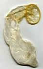 Picture for song 'TORNED IN PORN (That USED CONDOM on the Floor)' by artist 'RAP PHENOMENON also known as SoundOvSilence'