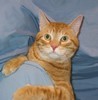 Picture for song 'The Cat That Got The Cream' by artist 'Ray in Stirling'