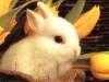 Picture for song 'rabbit' by artist 'R D Brown'
